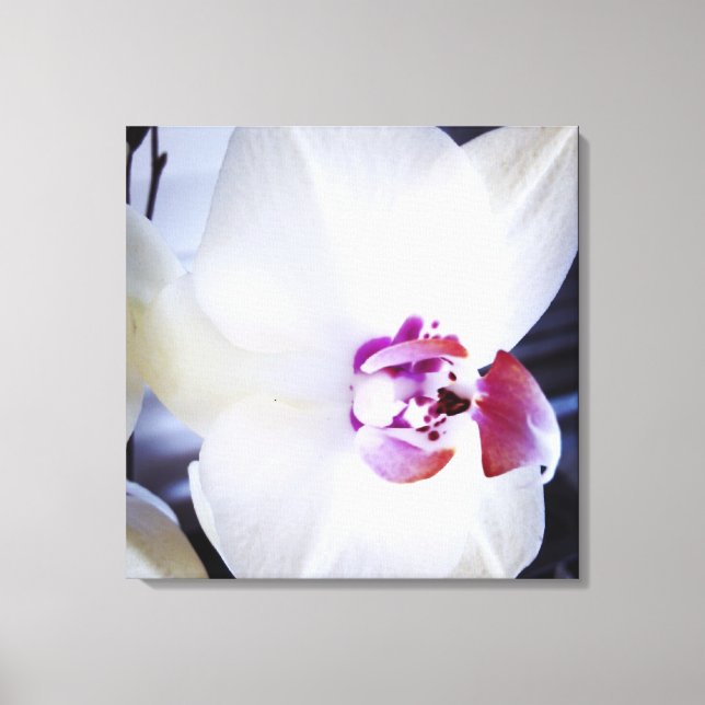 White Orchid Floral Canvas Print (Front)