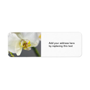 White Orchid Flower