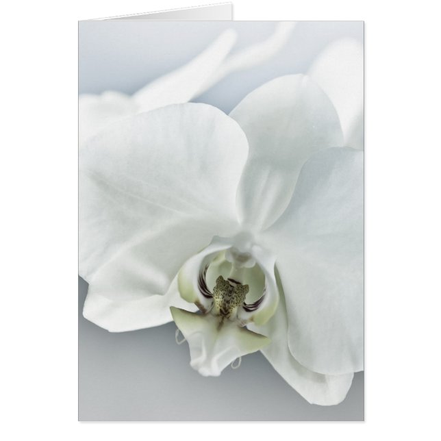 White Orchid Flower (Front)