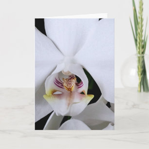 White orchid flower greeting card