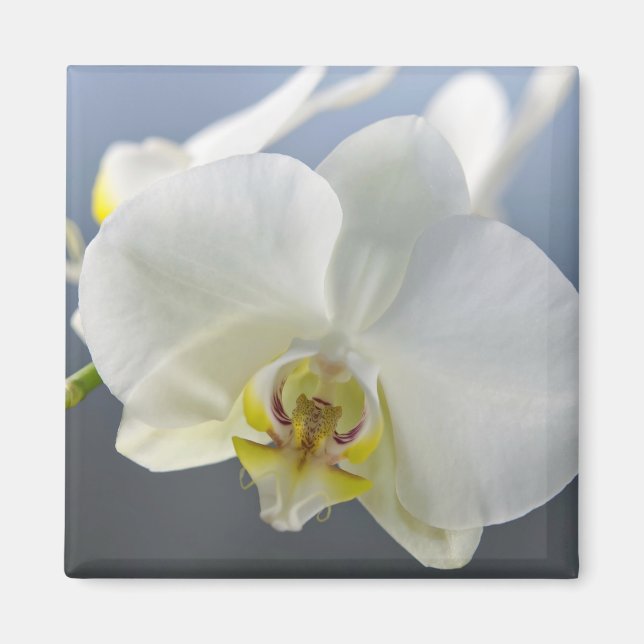 White Orchid Flower Magnet (Front)