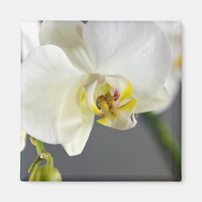 White Orchid Flower Magnet (Front)