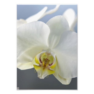 White Orchid Flower Photo Print