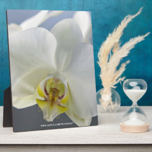 White Orchid Flower Plaque