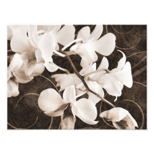 White Orchid Flower Sepia Black Background floral Photo Print