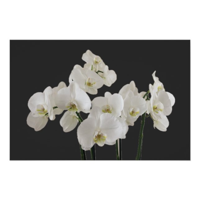White Orchid Flowers Poster (Front)