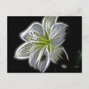 White Orchid Fractal On Black Postcard