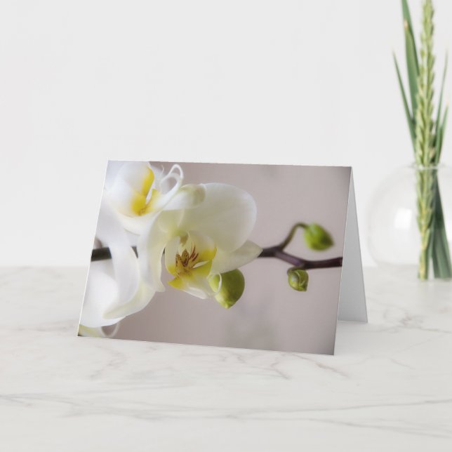 White Orchid • Greeting Card (Front)