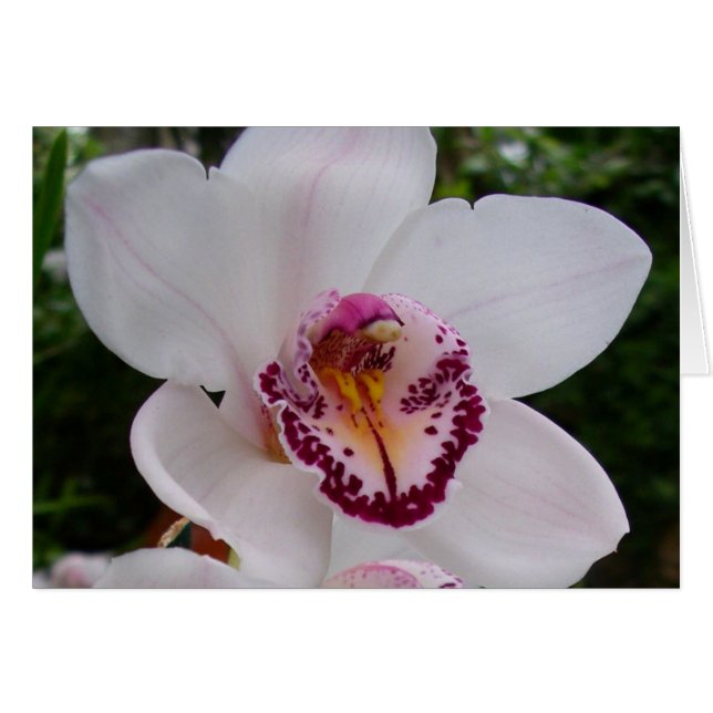 White Orchid I Beautiful Tropical Flower (Front Horizontal)