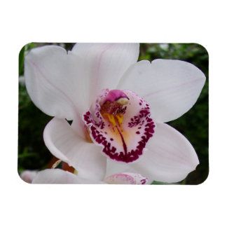 White Orchid I Beautiful Tropical Flower Magnet
