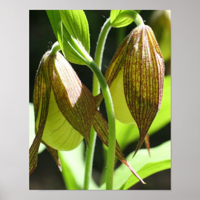 White Orchid Lady Slipper Flower Pair  Poster (Front)