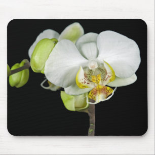 White Orchid Mouse Pad