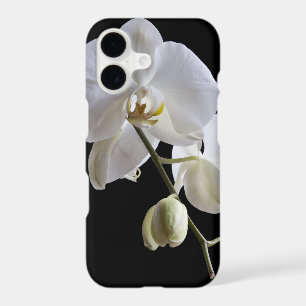 White Orchid on Black