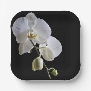 White Orchid on Black Paper Plate
