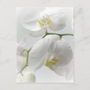 White orchid postcard
