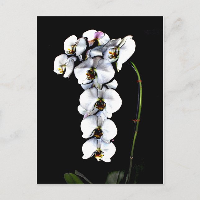 White Orchid Postcard (Front)
