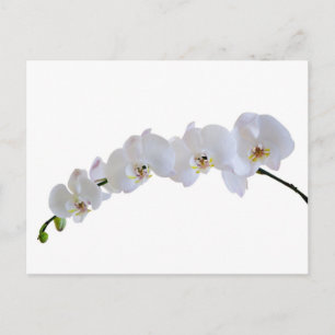 White orchid postcard