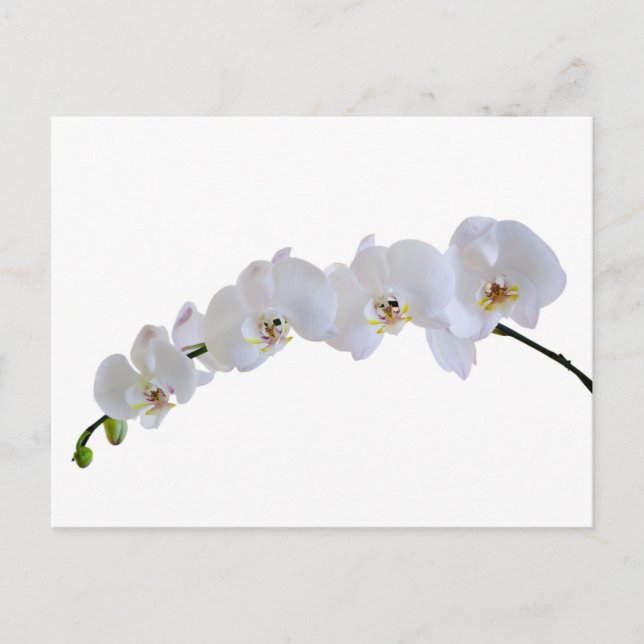 White orchid postcard (Front)