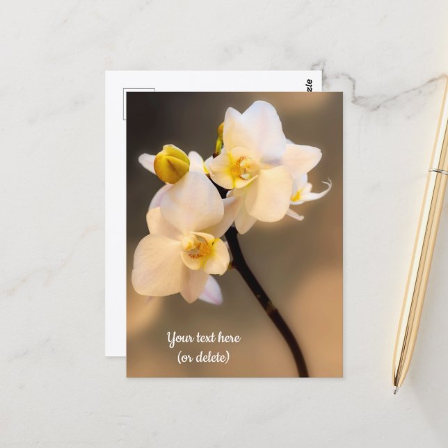 White Orchid Postcard (Front/Back In Situ)