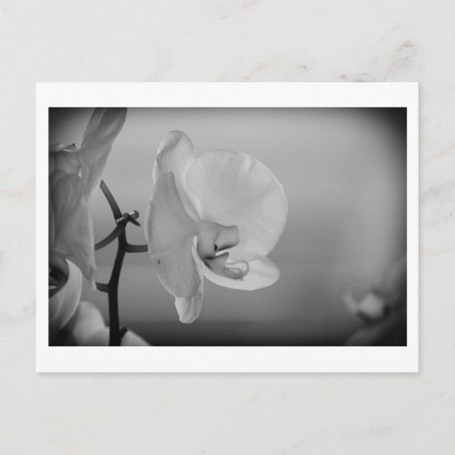 White Orchid - Postcard (Front)