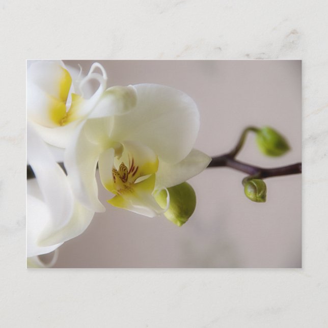 White Orchid • Postcard (Front)