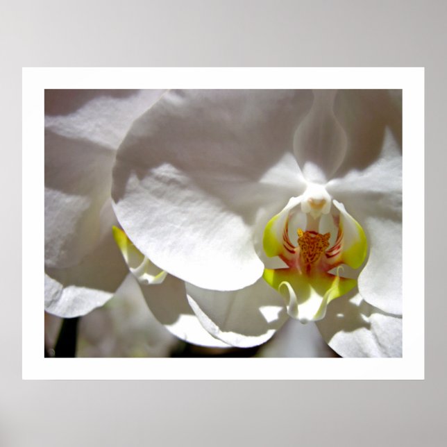 White Orchid Poster (Front)