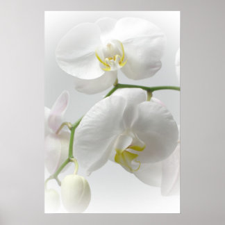 White orchid print