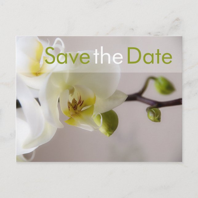 White Orchid • Save the Date Postcard (Front)