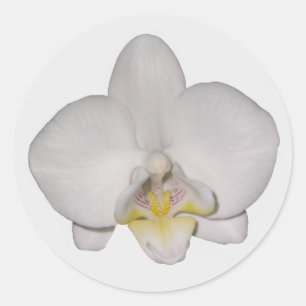 White Orchid Stickers