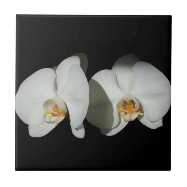 White orchid, tropical white flowers  tile (Front)