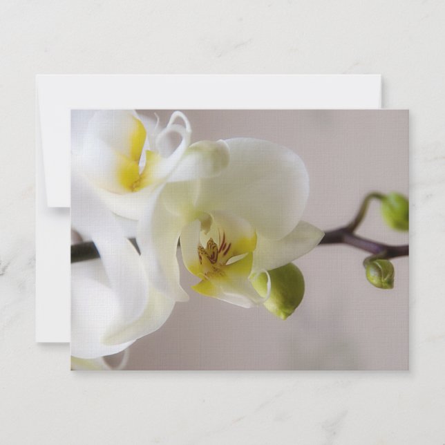 White Orchid • Wedding Invitation RSVP (Front)