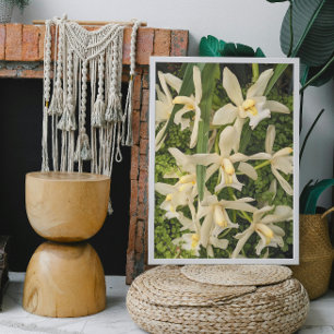 White Orchids and Maidenhair Ferns Floral Photo Print