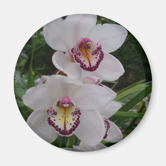White Orchids Beautiful Tropical Flowers Magnet