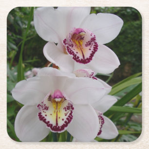 White Orchids Beautiful Tropical Flowers Square Paper Coaster