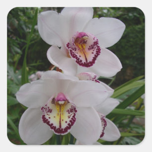 White Orchids Beautiful Tropical Flowers Square Sticker