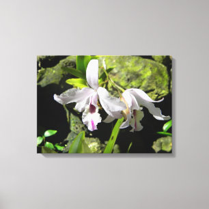 White Orchids Canvas