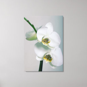 White orchids canvas print