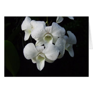 White Orchids Card