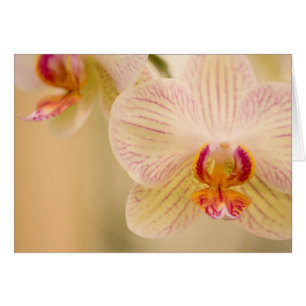 White Orchids Cards