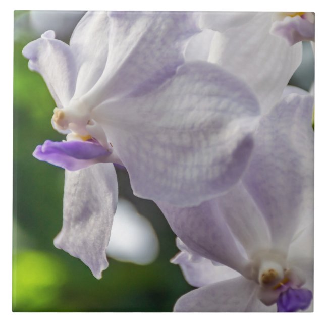 White orchids ceramic tile (Front)