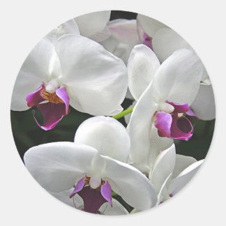 White Orchids Classic Round Sticker