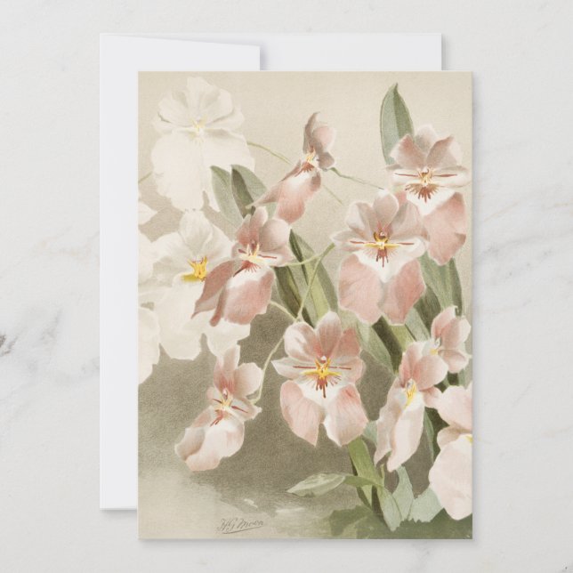 White Orchids Flower Vintage Old Illustration Card (Front)