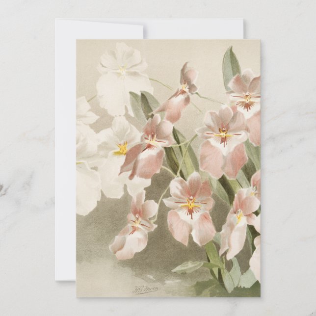 White Orchids Flower Vintage Old Illustration Card (Front)