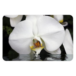 White Orchids in Water Flexible Photo Magnet