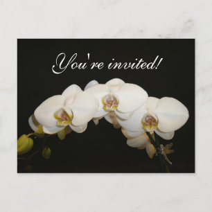 White Orchids Invitation Postcard
