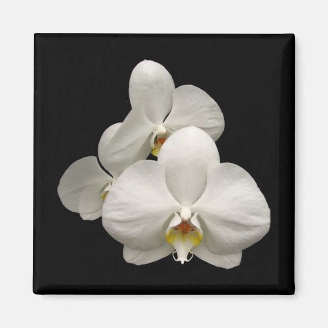 White Orchids Magnet (Front)