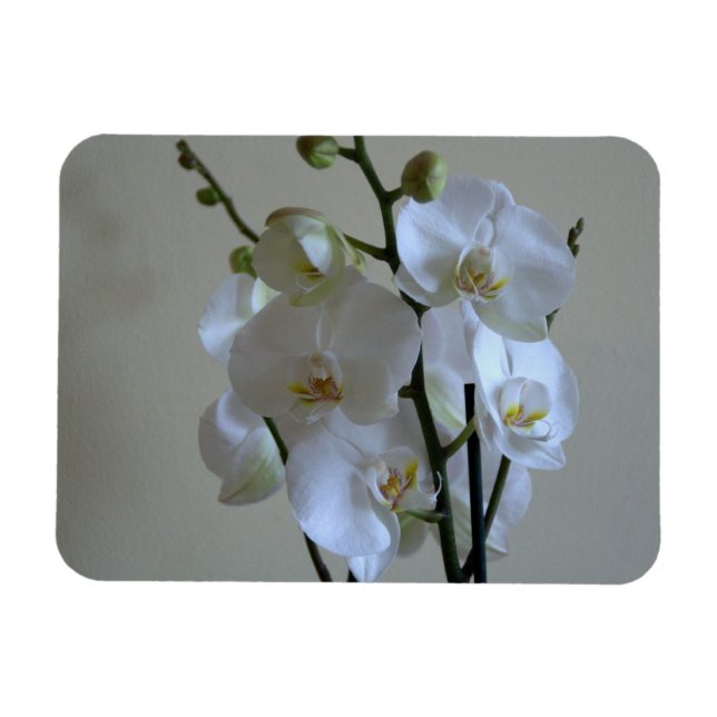 White orchids magnet (Horizontal)