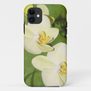 White Orchids on a green background iPhone 11 Case