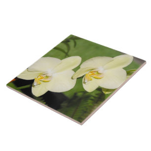 White Orchids on a green background Tile