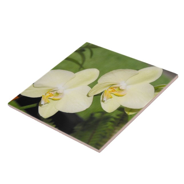 White Orchids on a green background Tile (Side)